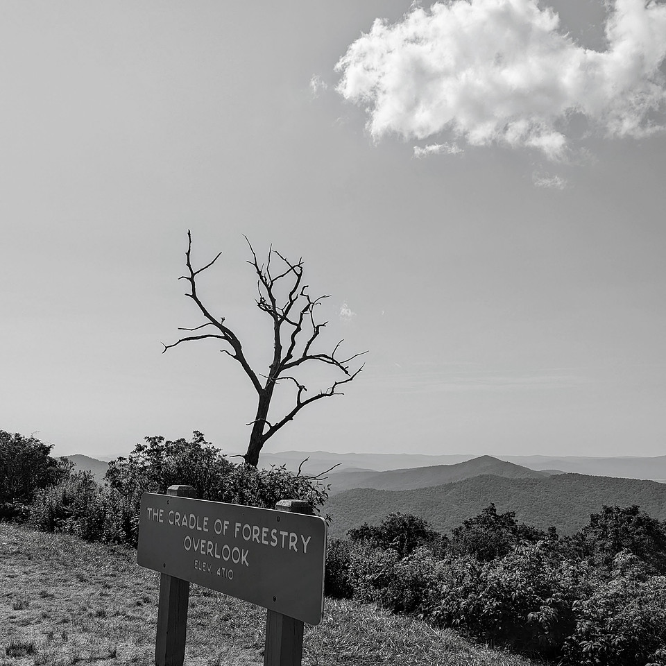 cradle of forestry